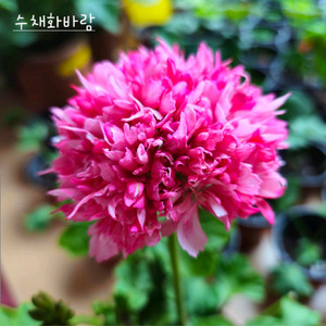 수채화바람 스텔라제라늄