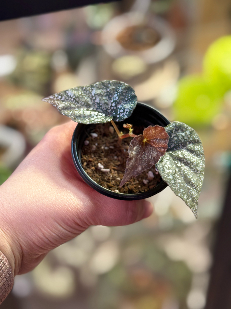 베고니아 무나--1