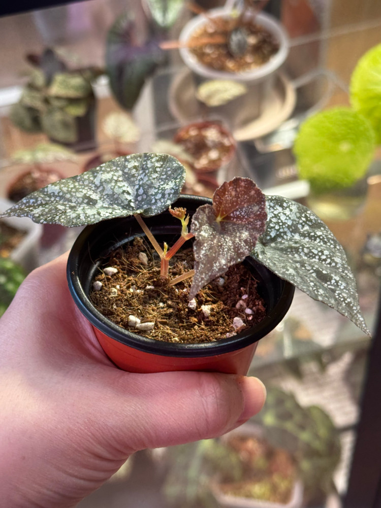 베고니아 무나--2