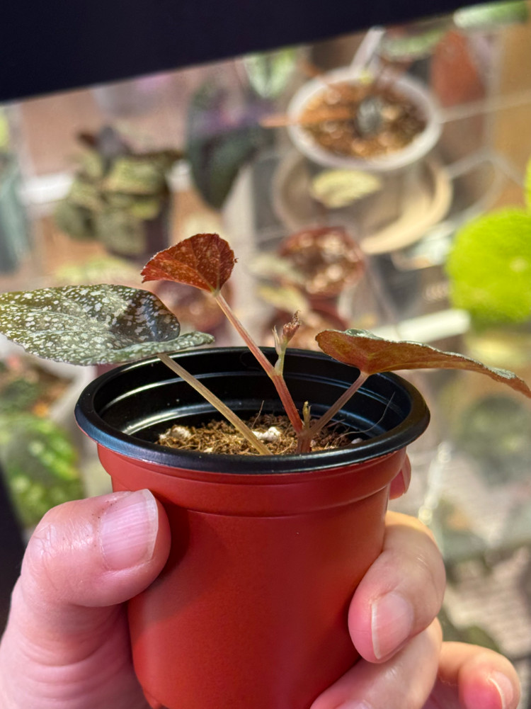 베고니아 무나--3