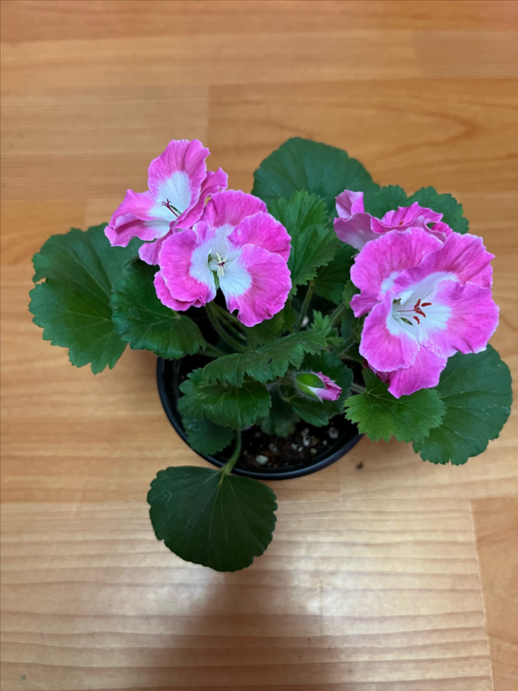 제라늄 화분--2