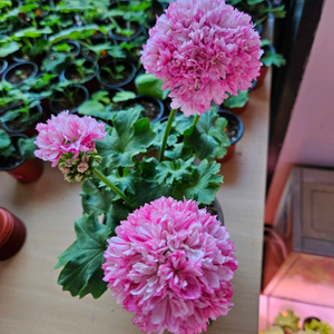 블루퀸즈티아라 스텔라제라늄