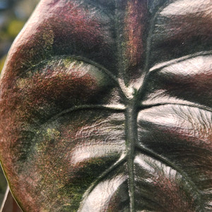 알로카시아 쿠프레아 레드시크릿 바리에가타