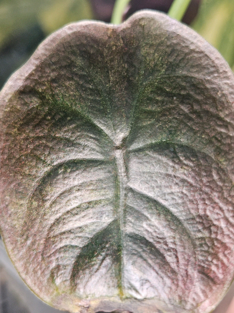 알로카시아 쿠프레아 레드시크릿 바리에가타--2