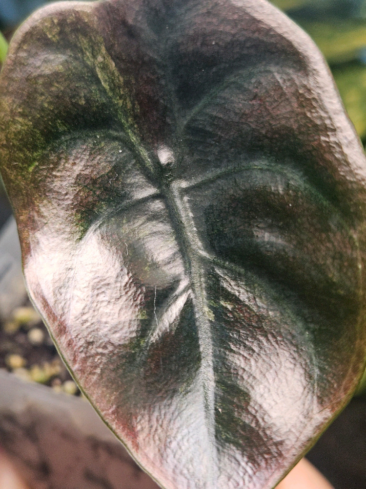 알로카시아 쿠프레아 레드시크릿 바리에가타--3