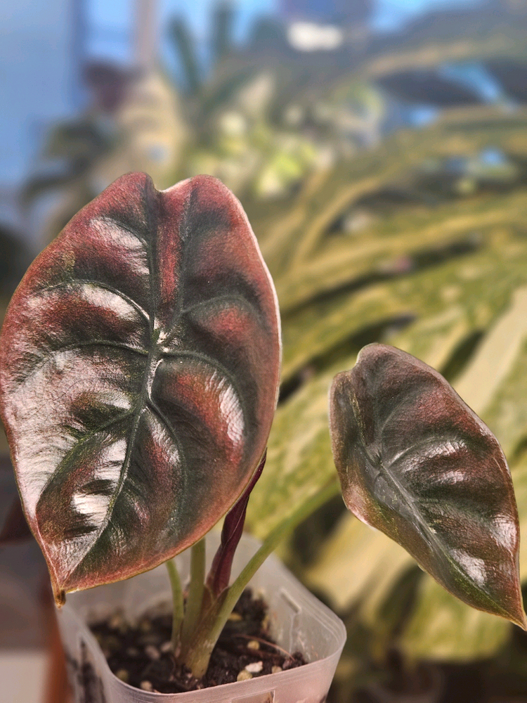 알로카시아 쿠프레아 레드시크릿 바리에가타--4