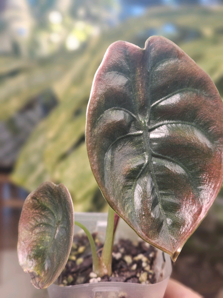 알로카시아 쿠프레아 레드시크릿 바리에가타--6