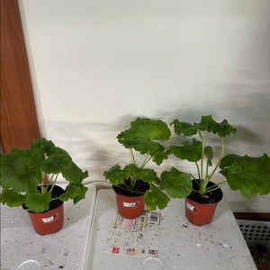 에릭영원한키스 시크글로리아 UG실크로드 중러 제라늄