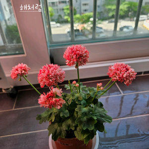 해차럼 스텔라제라늄