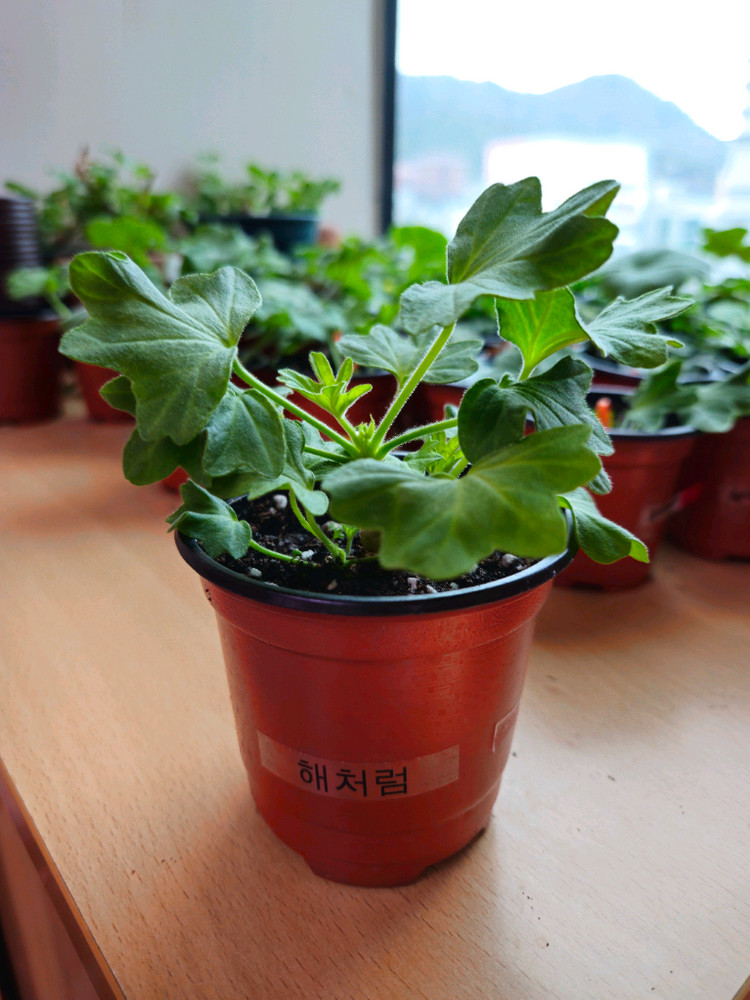 해차럼 스텔라제라늄--2