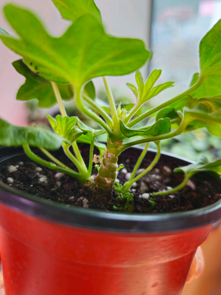 해차럼 스텔라제라늄--3