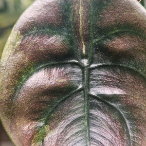 알로카시아 쿠프레아 레드시크릿 바리에가타 샴쌍둥이