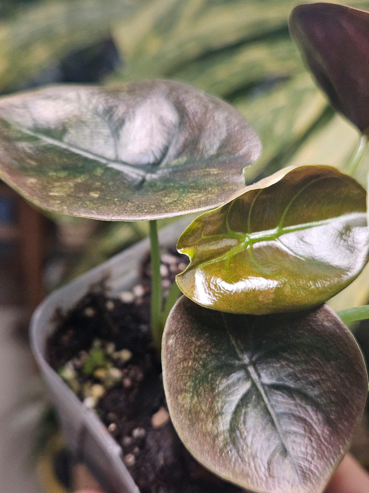 알로카시아 쿠프레아 레드시크릿 바리에가타 샴쌍둥이--2