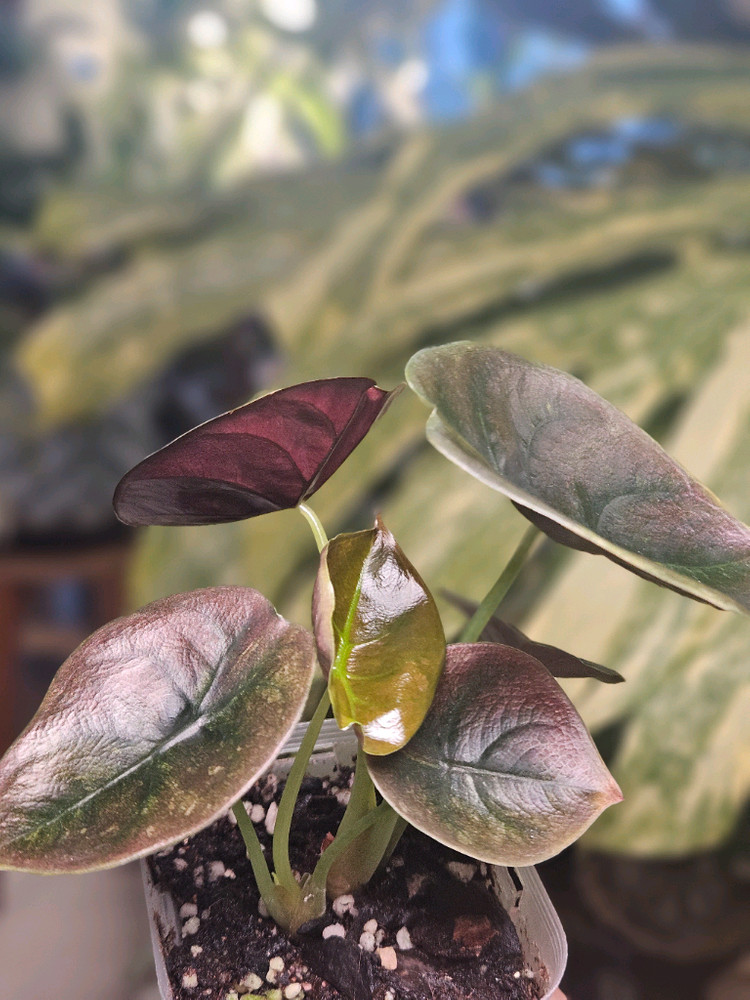 알로카시아 쿠프레아 레드시크릿 바리에가타 샴쌍둥이--3