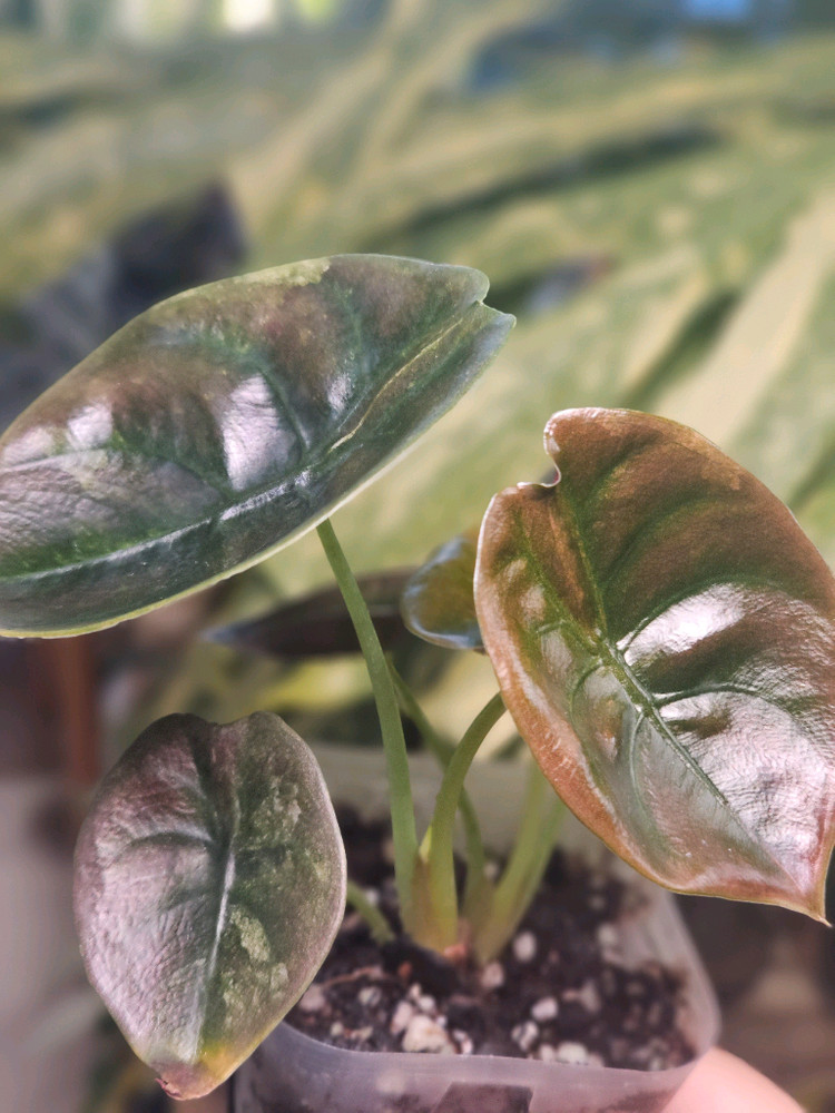 알로카시아 쿠프레아 레드시크릿 바리에가타 샴쌍둥이--4