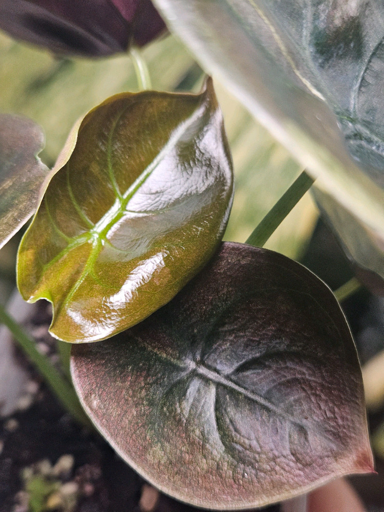 알로카시아 쿠프레아 레드시크릿 바리에가타 샴쌍둥이--5