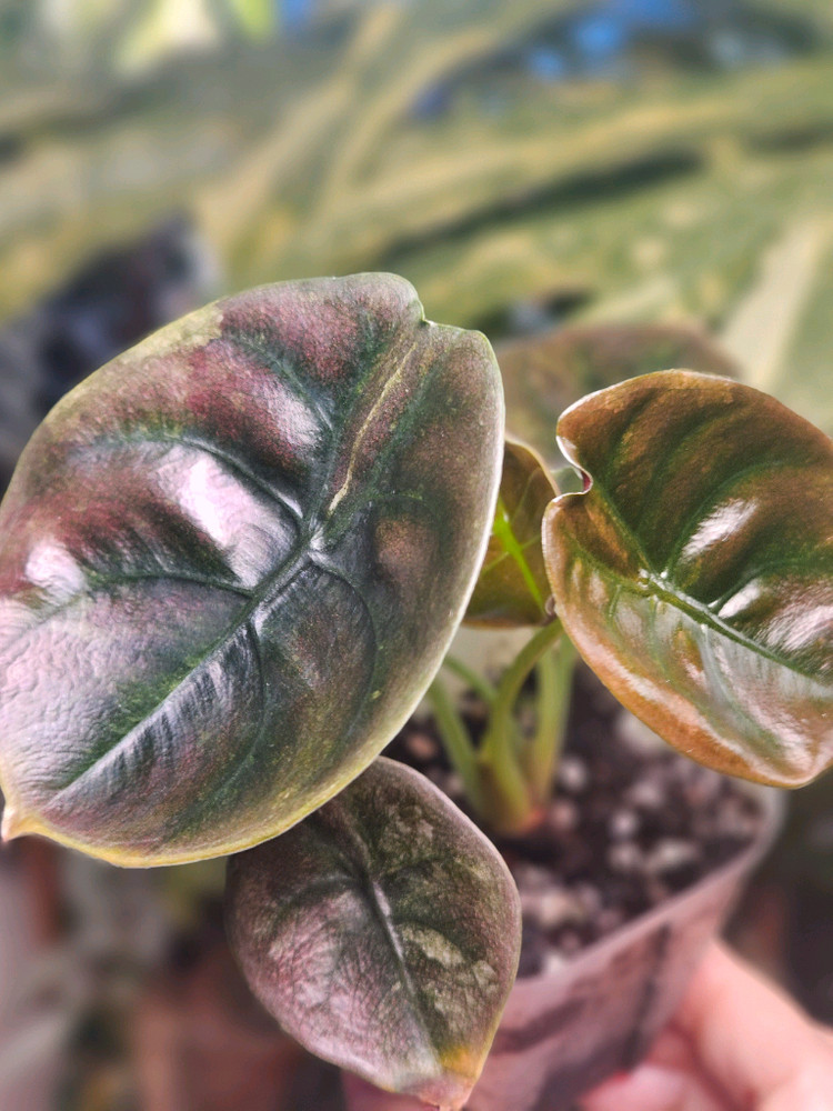 알로카시아 쿠프레아 레드시크릿 바리에가타 샴쌍둥이--6