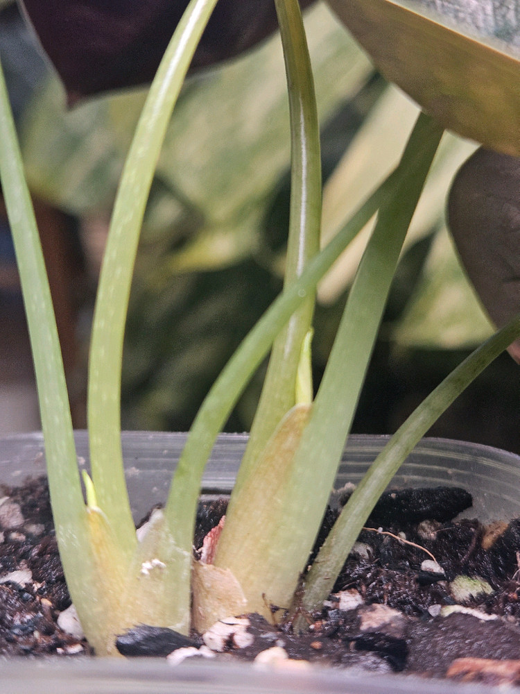 알로카시아 쿠프레아 레드시크릿 바리에가타 샴쌍둥이--7