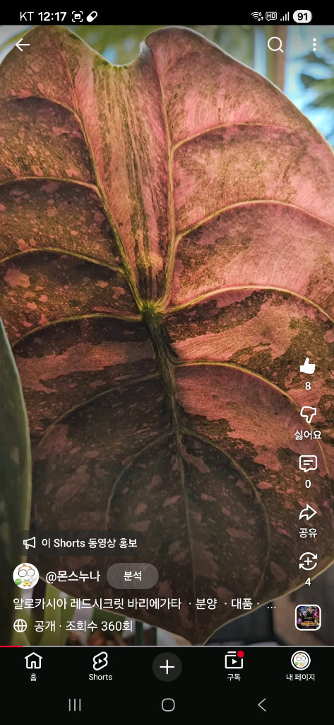 알로카시아 쿠프레아 레드시크릿 바리에가타 샴쌍둥이--8