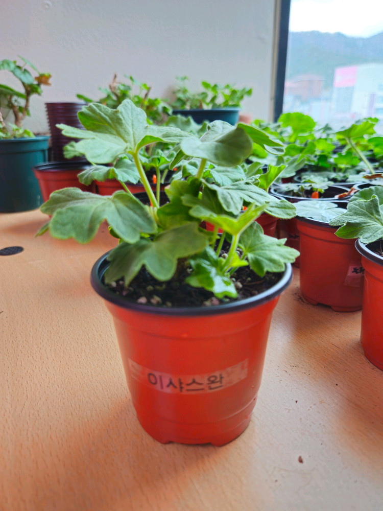 이샤스완 스텔라제라늄--2