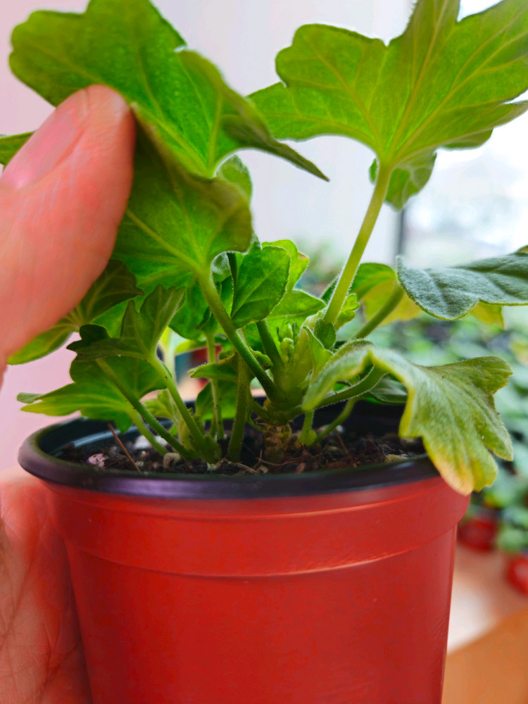 이샤스완 스텔라제라늄--3