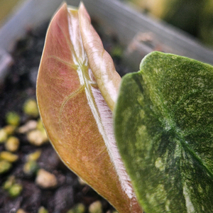 알로카시아 쿠프레아 레드시크릿 바리에가타