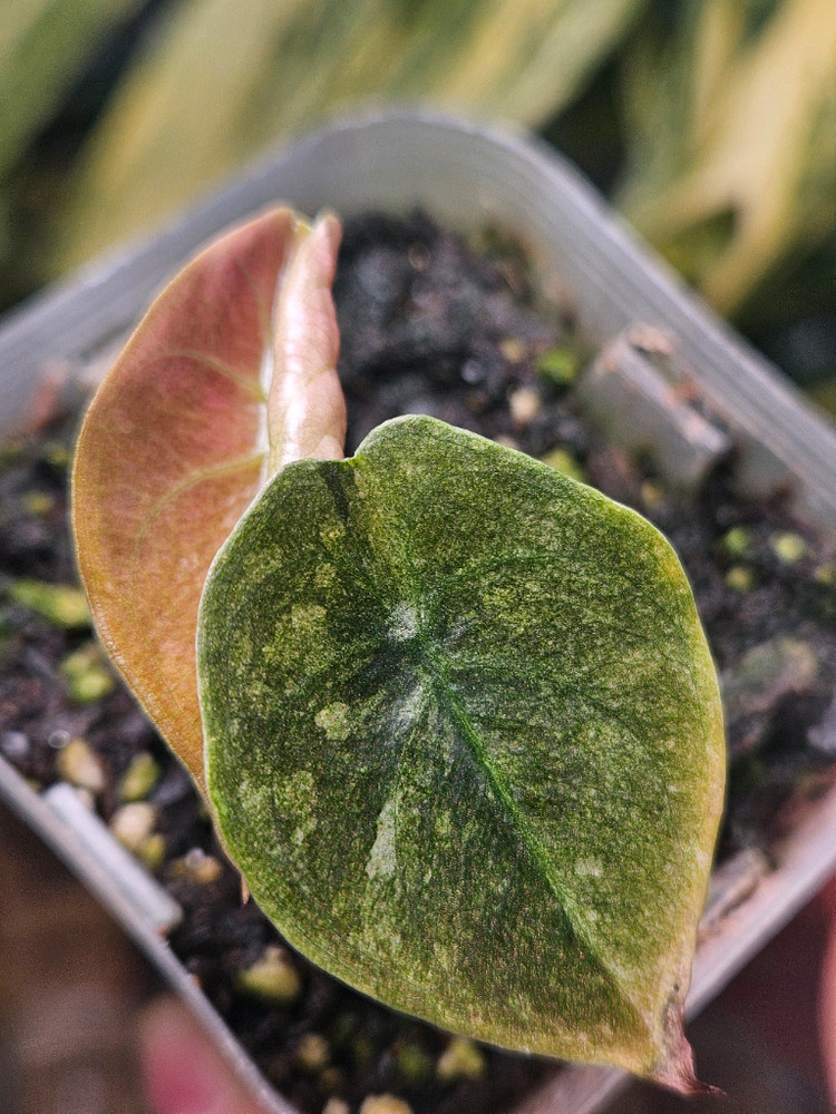 알로카시아 쿠프레아 레드시크릿 바리에가타--1