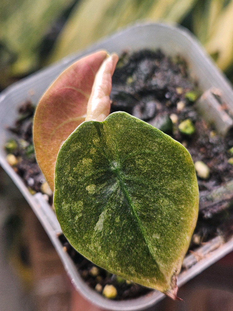 알로카시아 쿠프레아 레드시크릿 바리에가타--2