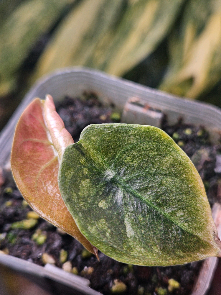 알로카시아 쿠프레아 레드시크릿 바리에가타--4