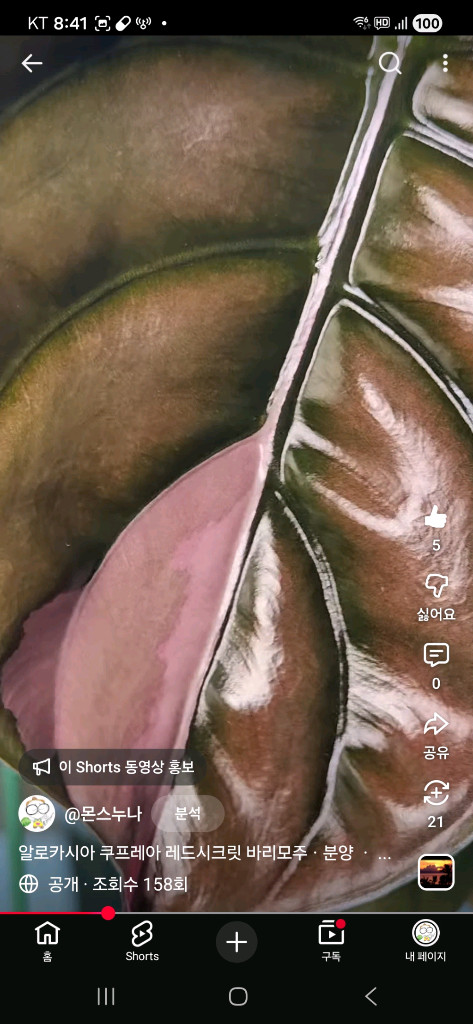 알로카시아 쿠프레아 레드시크릿 바리에가타--5