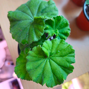 uv.엘부르스 제라늄