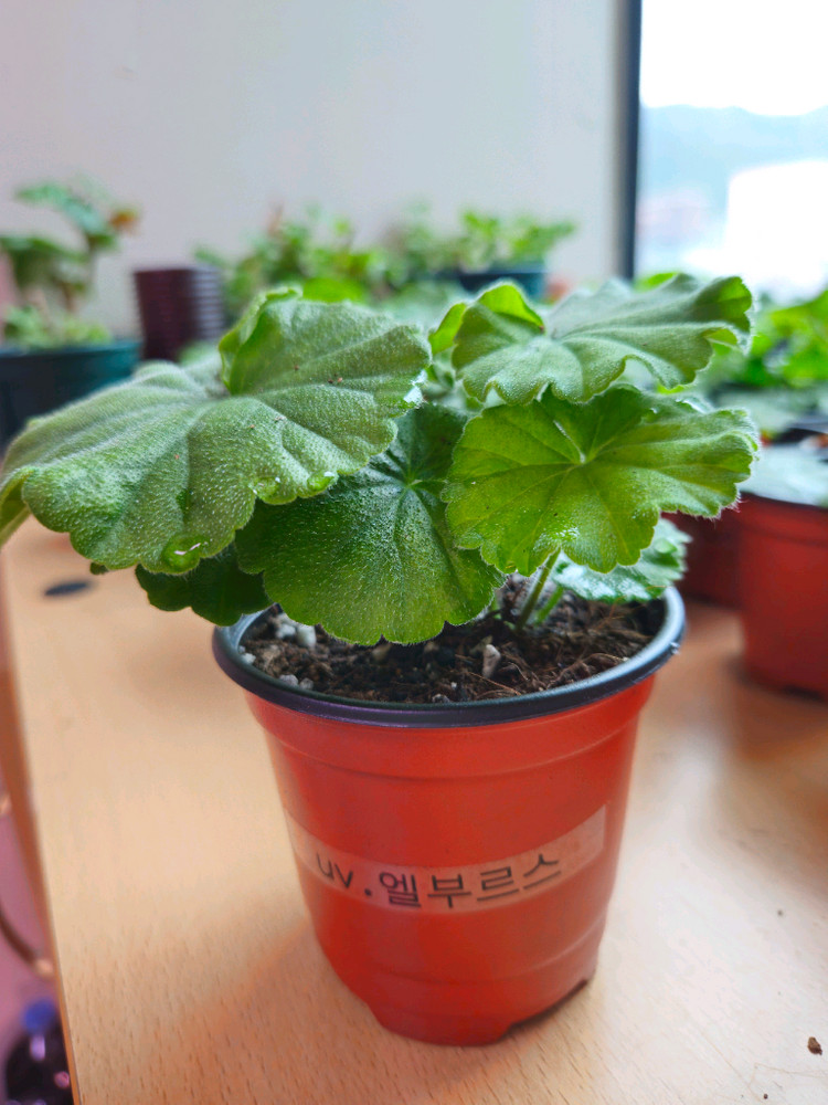 uv.엘부르스 제라늄--1