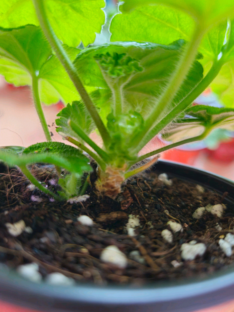 uv.엘부르스 제라늄--2