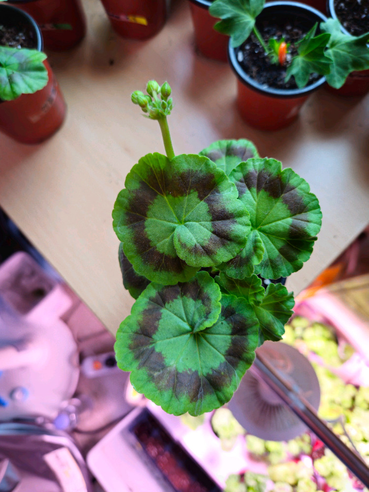 미소예 제라늄--1