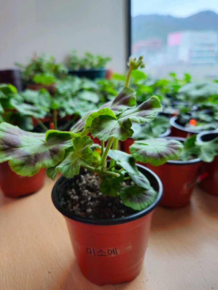 미소예 제라늄--2