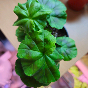 엔젤릴리 제라늄