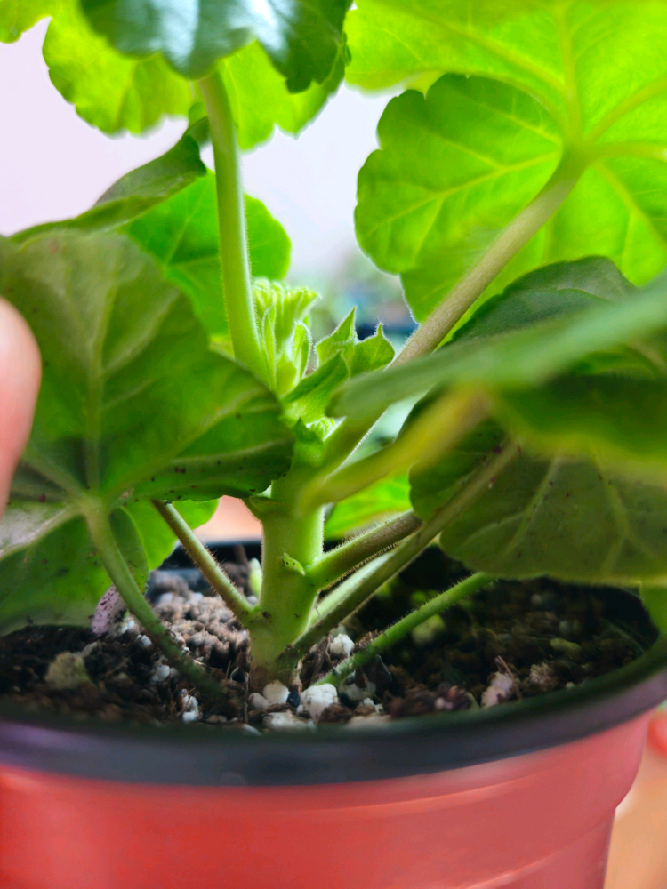 엔젤릴리 제라늄--2