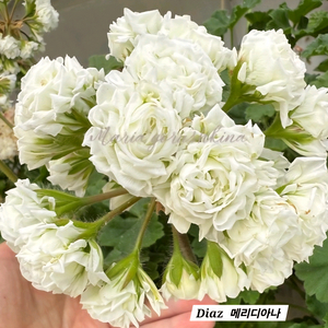 Diaz 메리디아나 ug차밍레이지걸.IDA 실버웨딩 러시아제라늄 포함3종