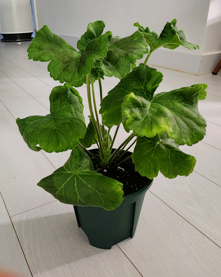 바빌론 제라늄--2