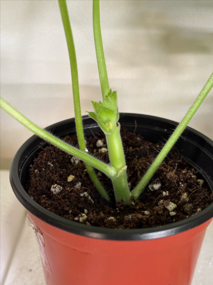 UV에이바 ess잠자는숲속미녀 솔베이그 러시아제라늄--2