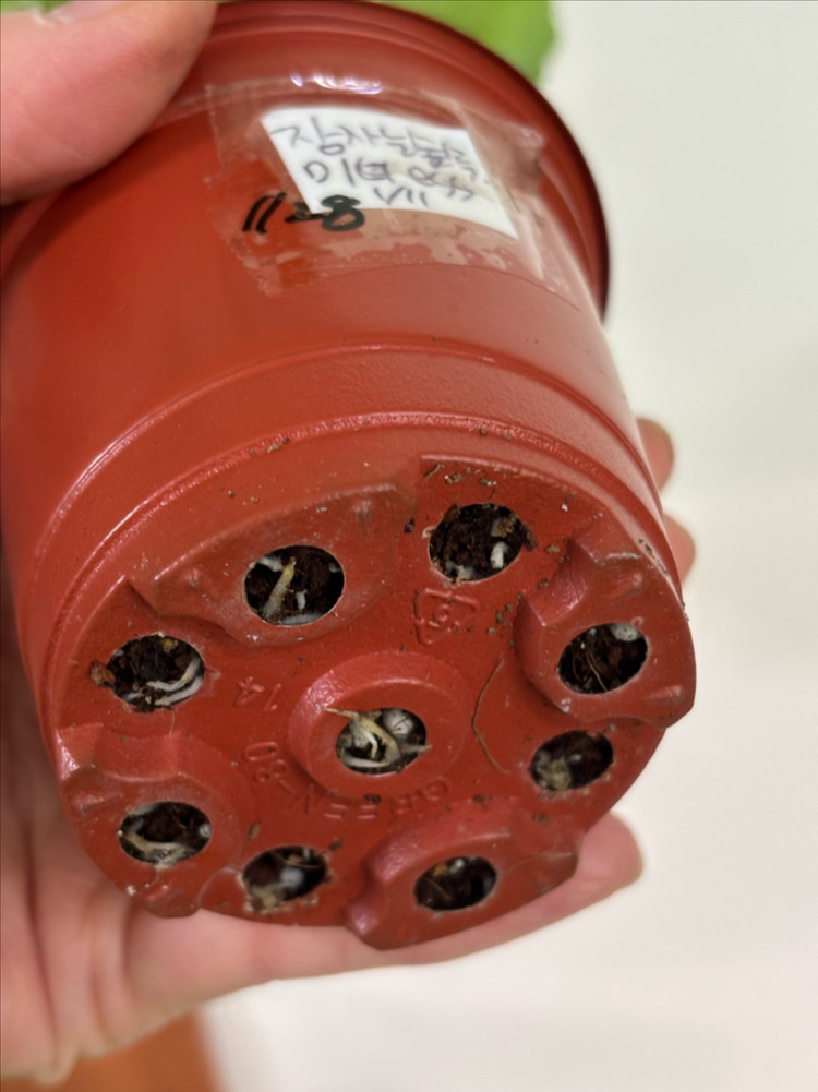 UV에이바 ess잠자는숲속미녀 솔베이그 러시아제라늄--3