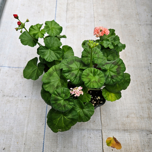 한국제라늄 J계절인연, yuz상사화, yuz어텀브리즈