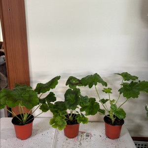 에릭드래곤앤로즈 모로칸프린세스 ess게이샤 중러 제라늄