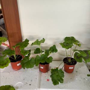 시크글로리아 돈후안 모로칸프린세스 러시아제라늄