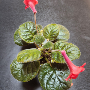 미니신닌기아.해피노트#no1