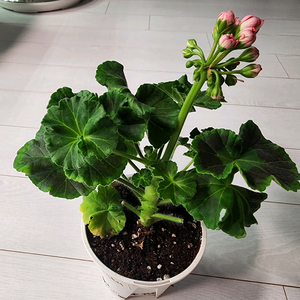 러브스토리 제라늄