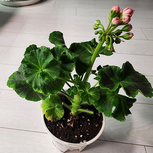 러브스토리 제라늄