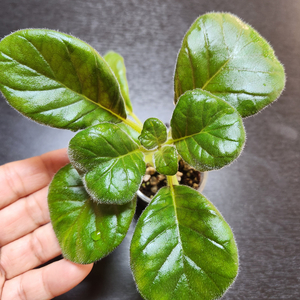 미니신닌기아 도도벌즈 #no1