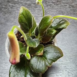 미니신닌기아 도도벌즈#no2