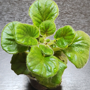 미니신닌기아 옌란